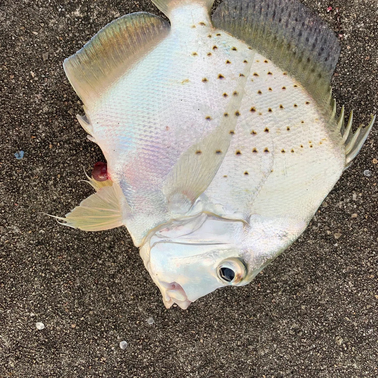 The most recent Spotted sicklefish catches on Fishbrain