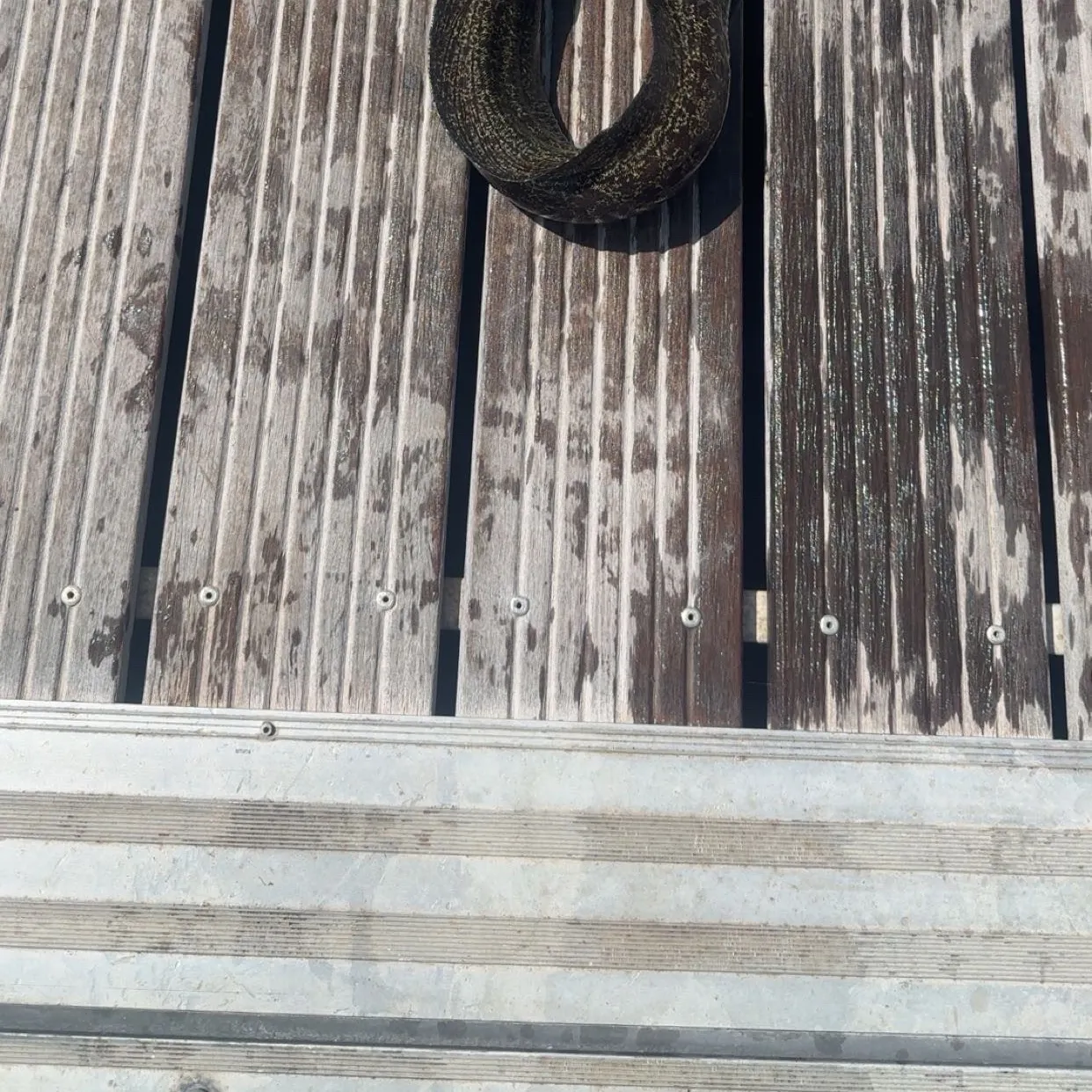 The most recent Speckled longfin eel catches on Fishbrain