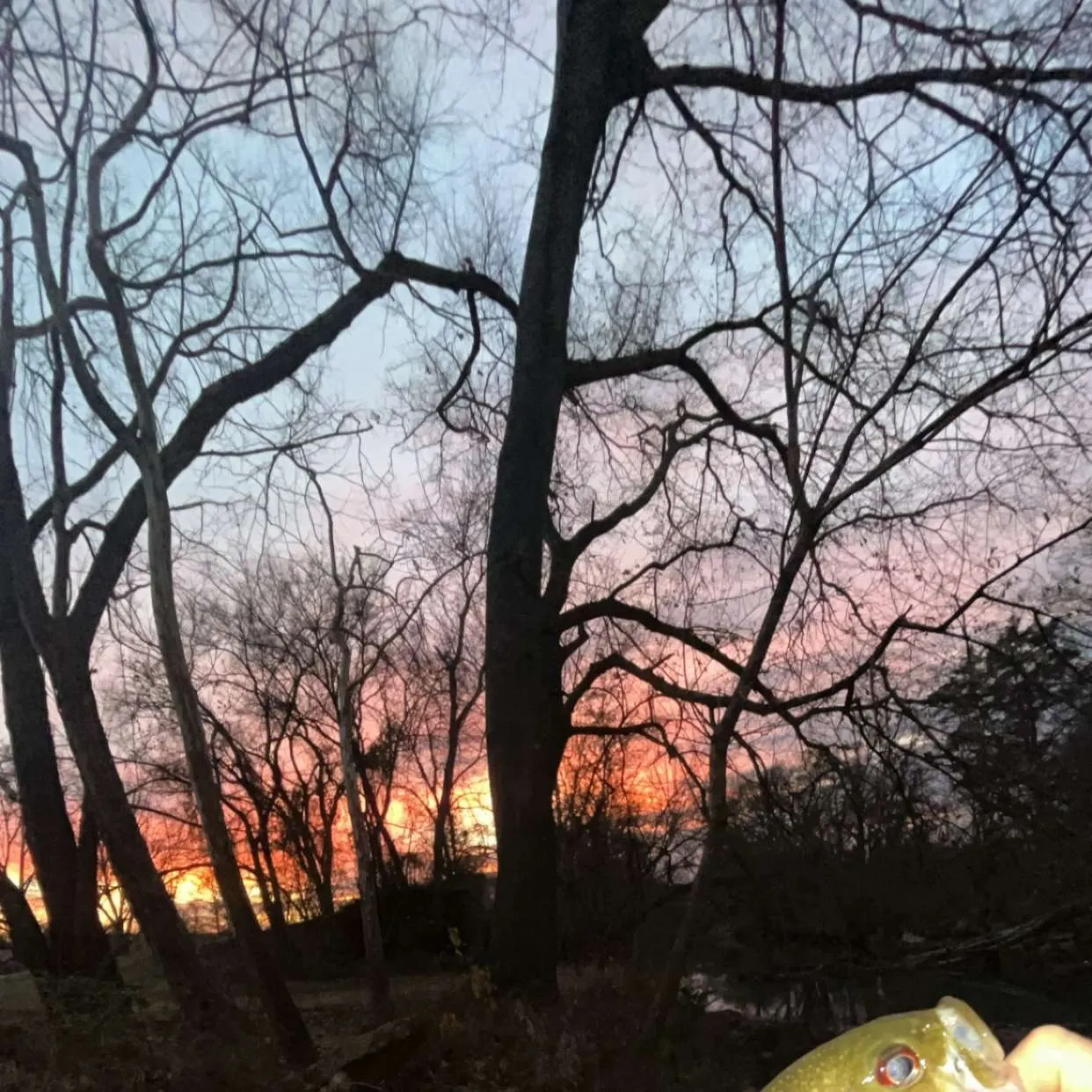 The most recent Rock bass catches on Fishbrain