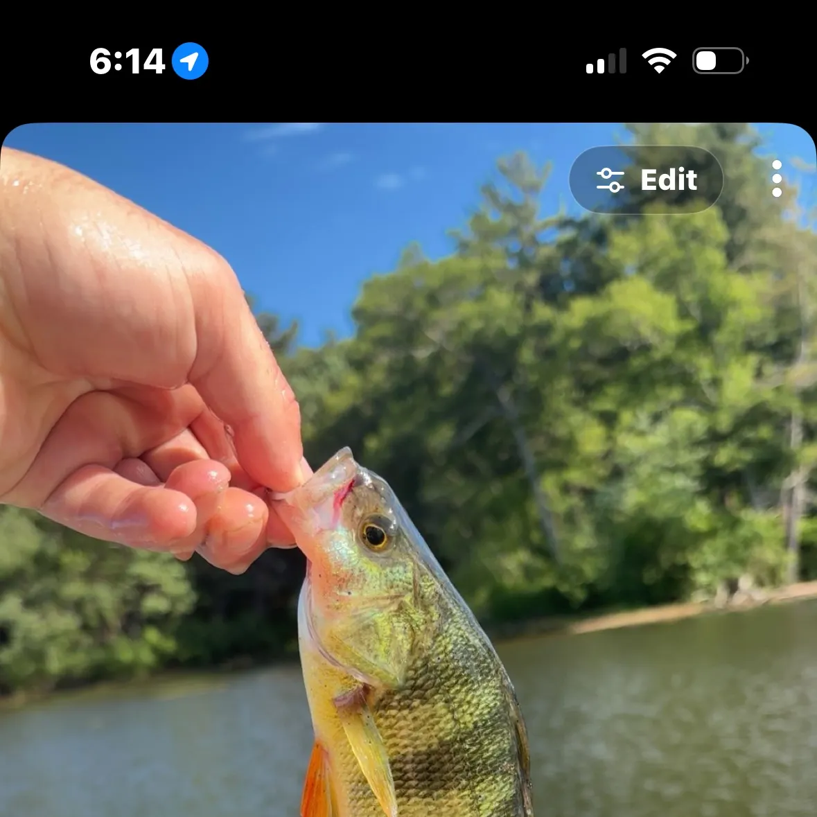 recently logged catches