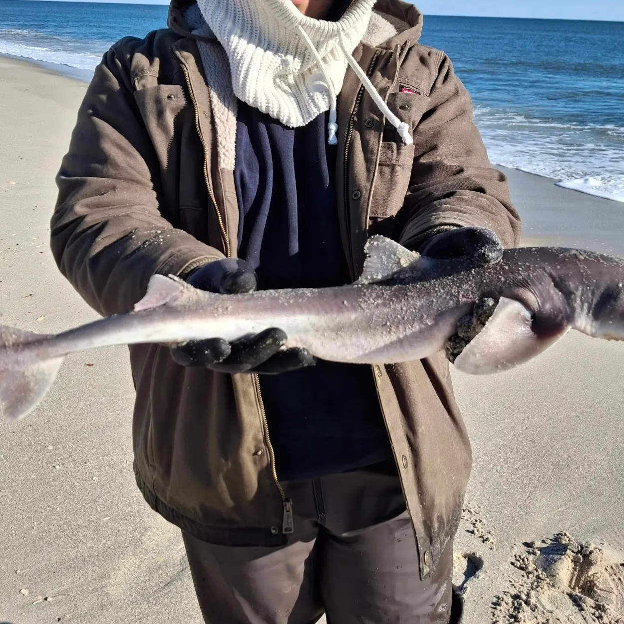 The most recent Dusky smooth-hound catches on Fishbrain