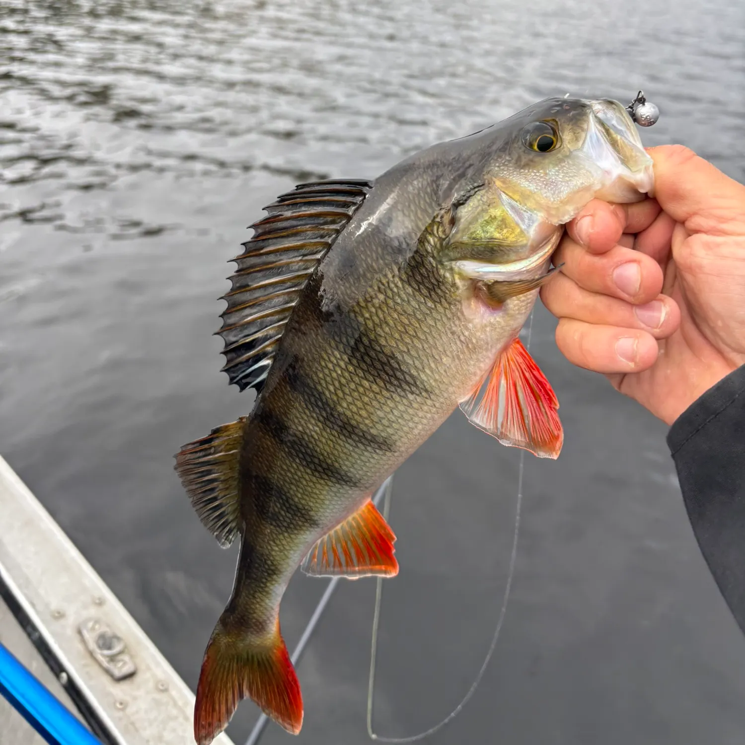 European perch caught on Fishbrain
