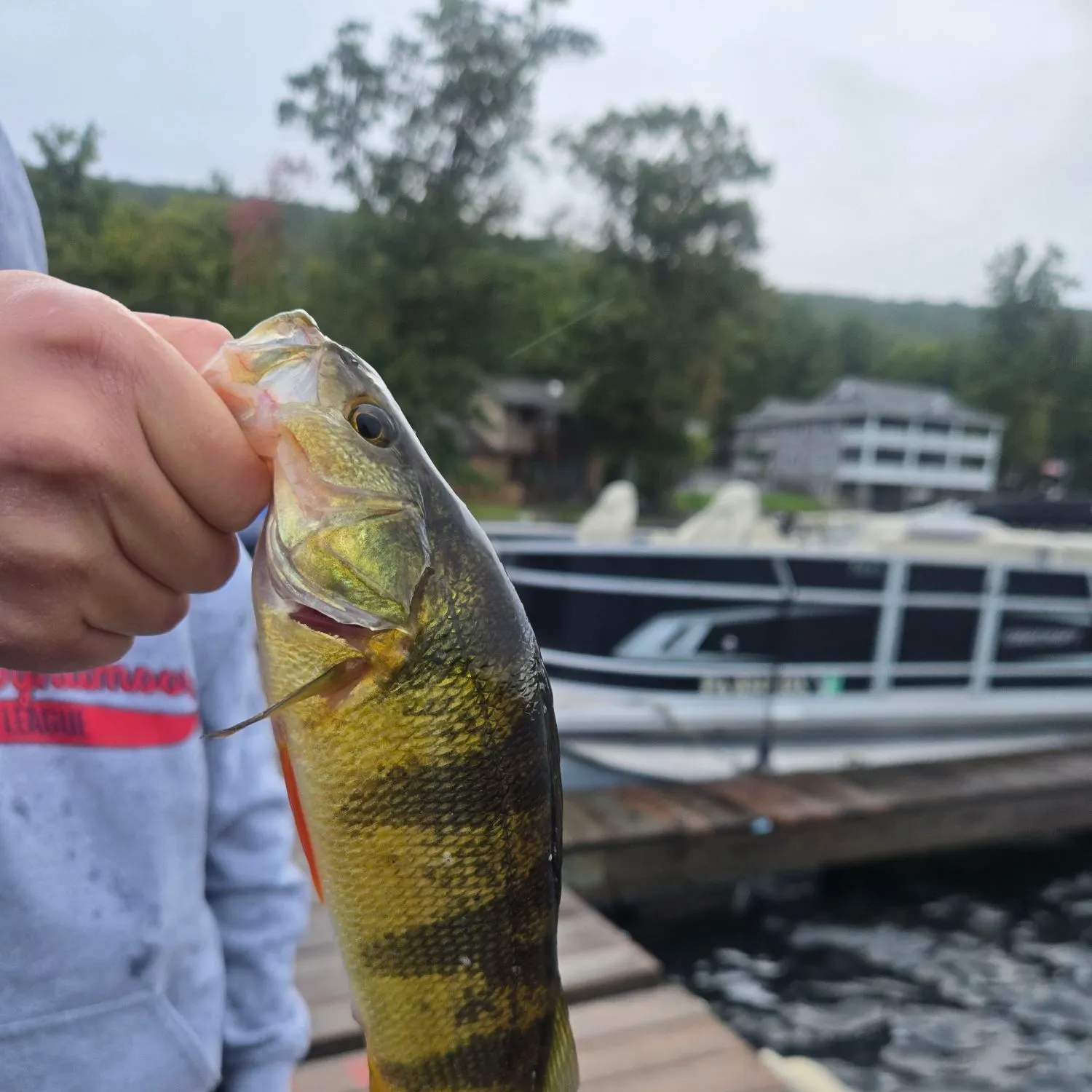 Yellow perch caught on Fishbrain