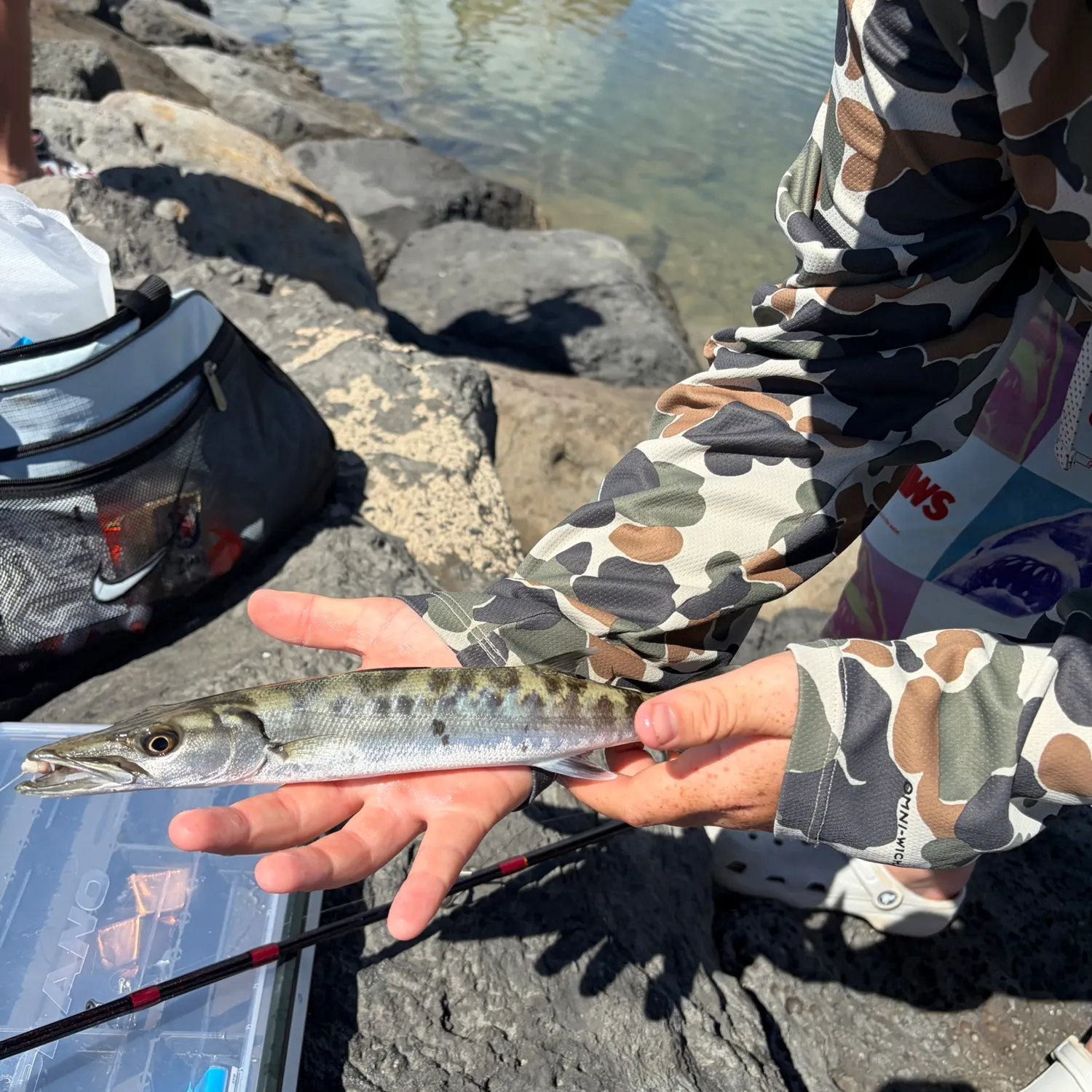 Great barracuda caught on Fishbrain