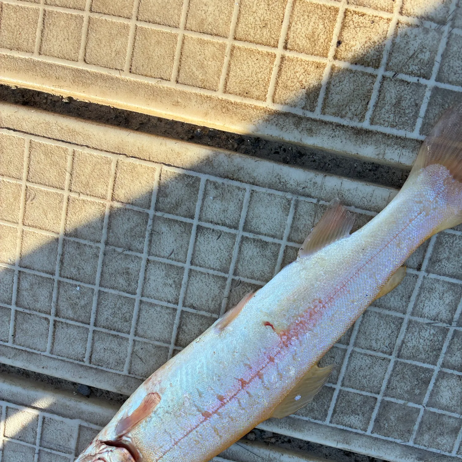 The most recent Golden trout catches on Fishbrain