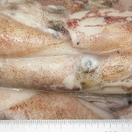 Southern calamari caught on Fishbrain