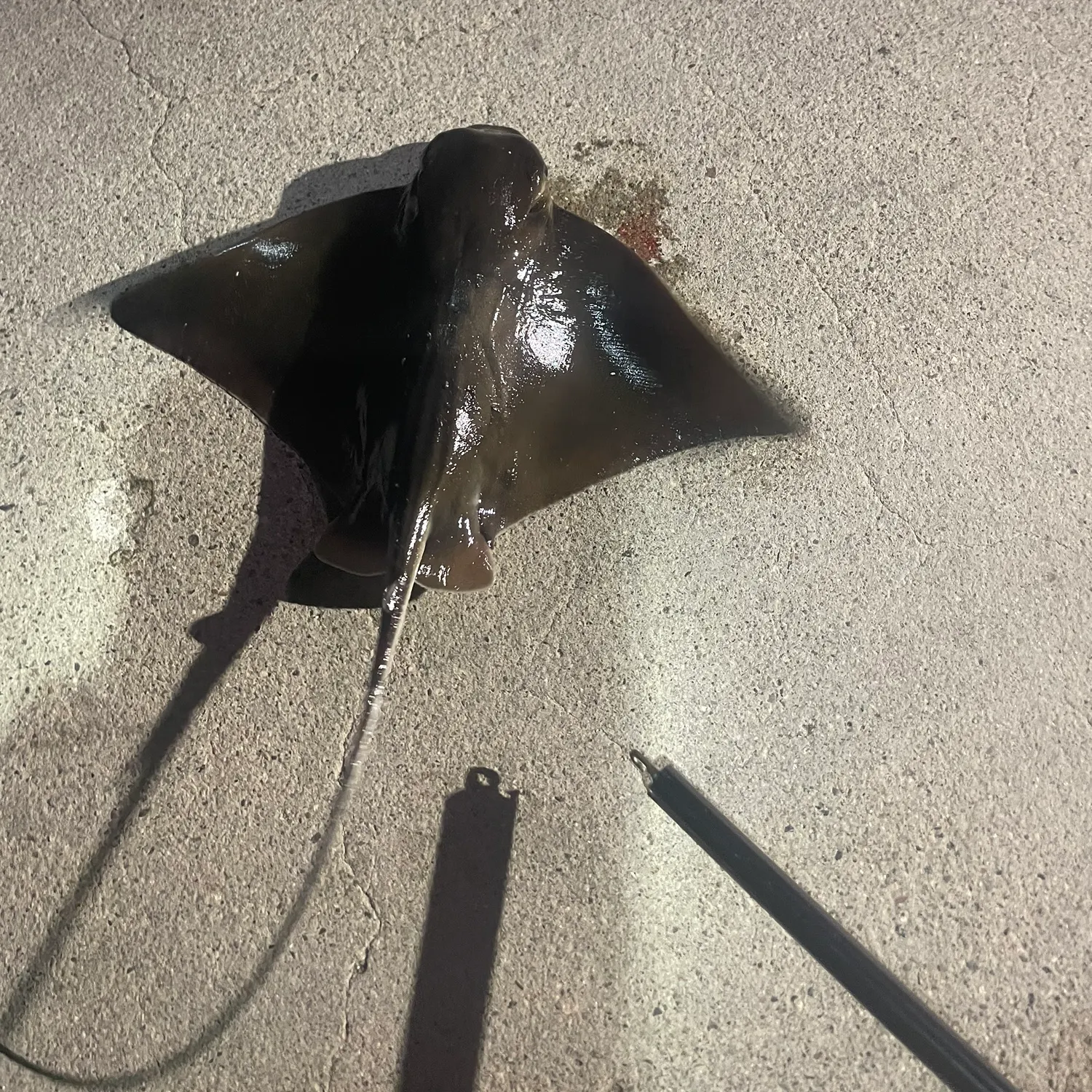 Bat eagle ray caught on Fishbrain