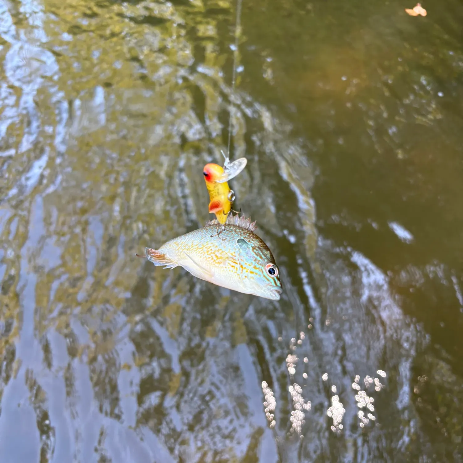 Longear sunfish caught on Fishbrain