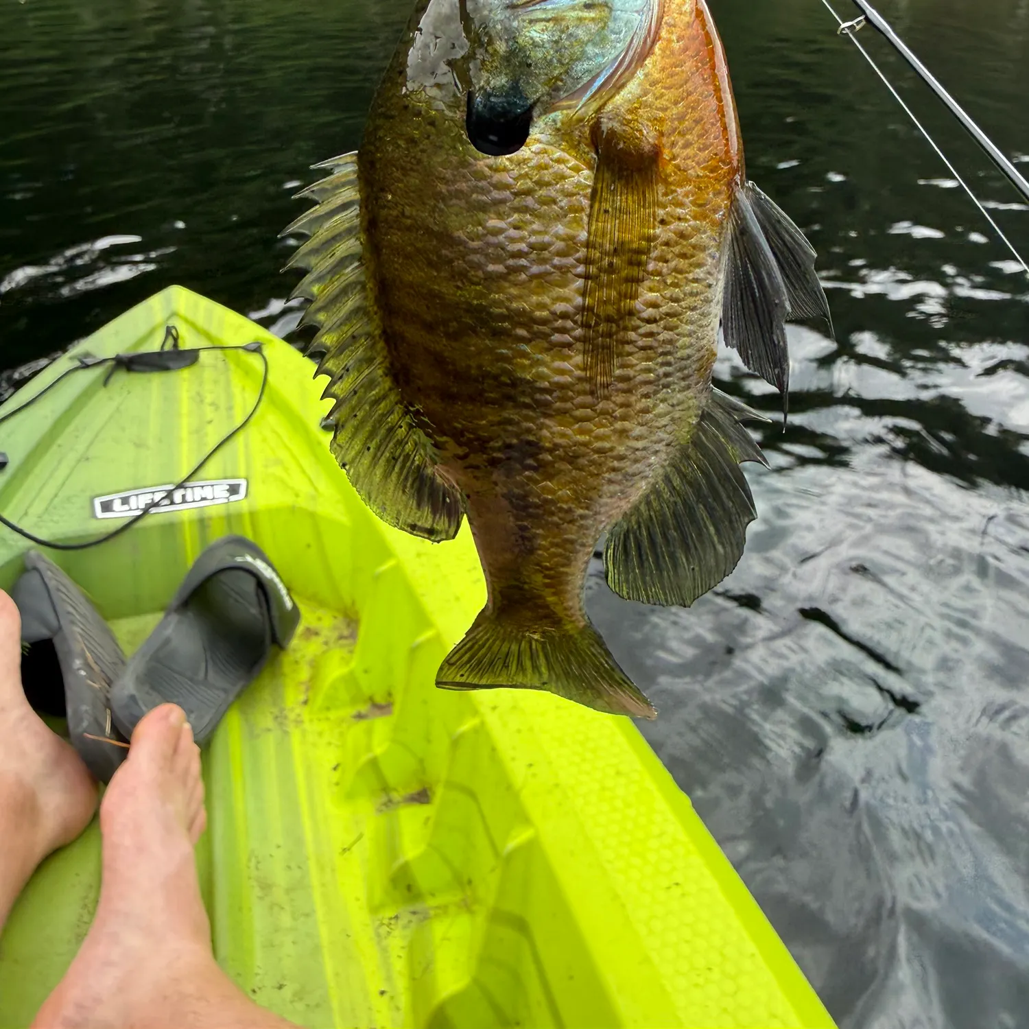 recently logged catches