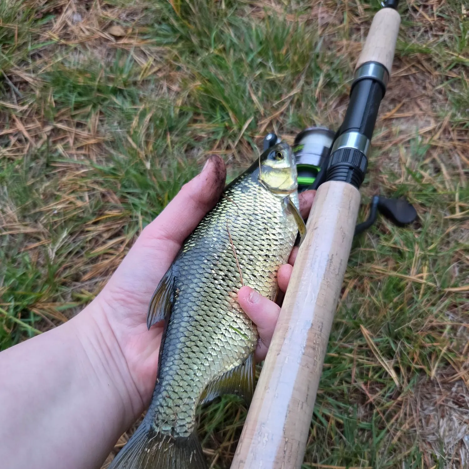 Golden shiner caught on Fishbrain
