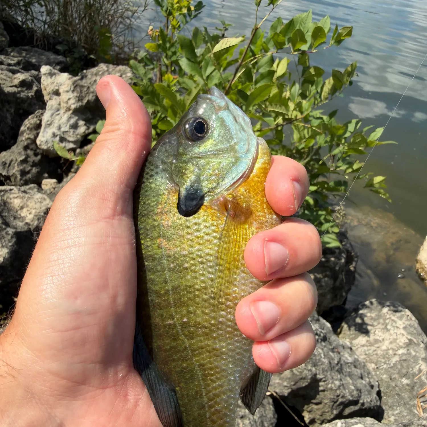 Bluegill caught on Fishbrain