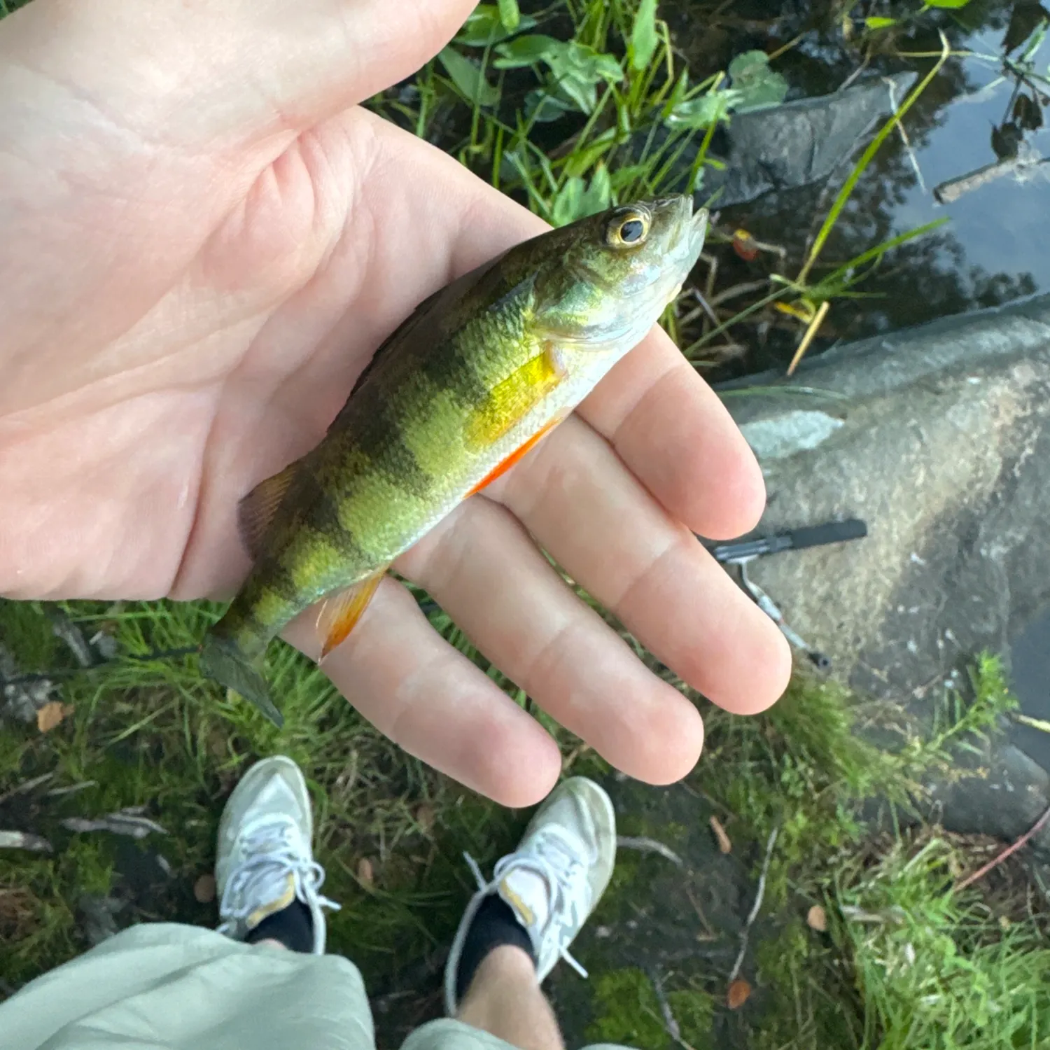 Yellow perch caught on Fishbrain