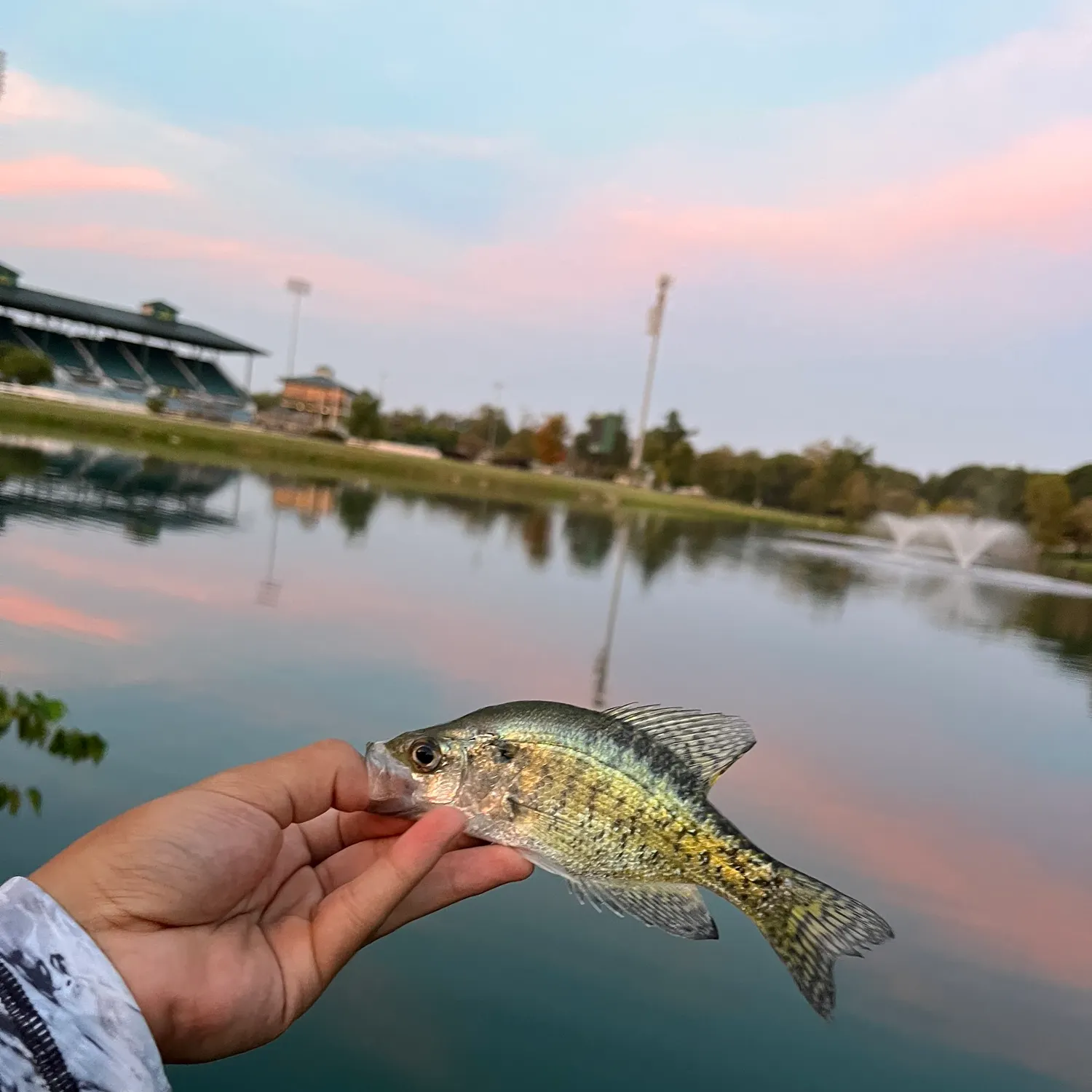 White crappie caught on Fishbrain