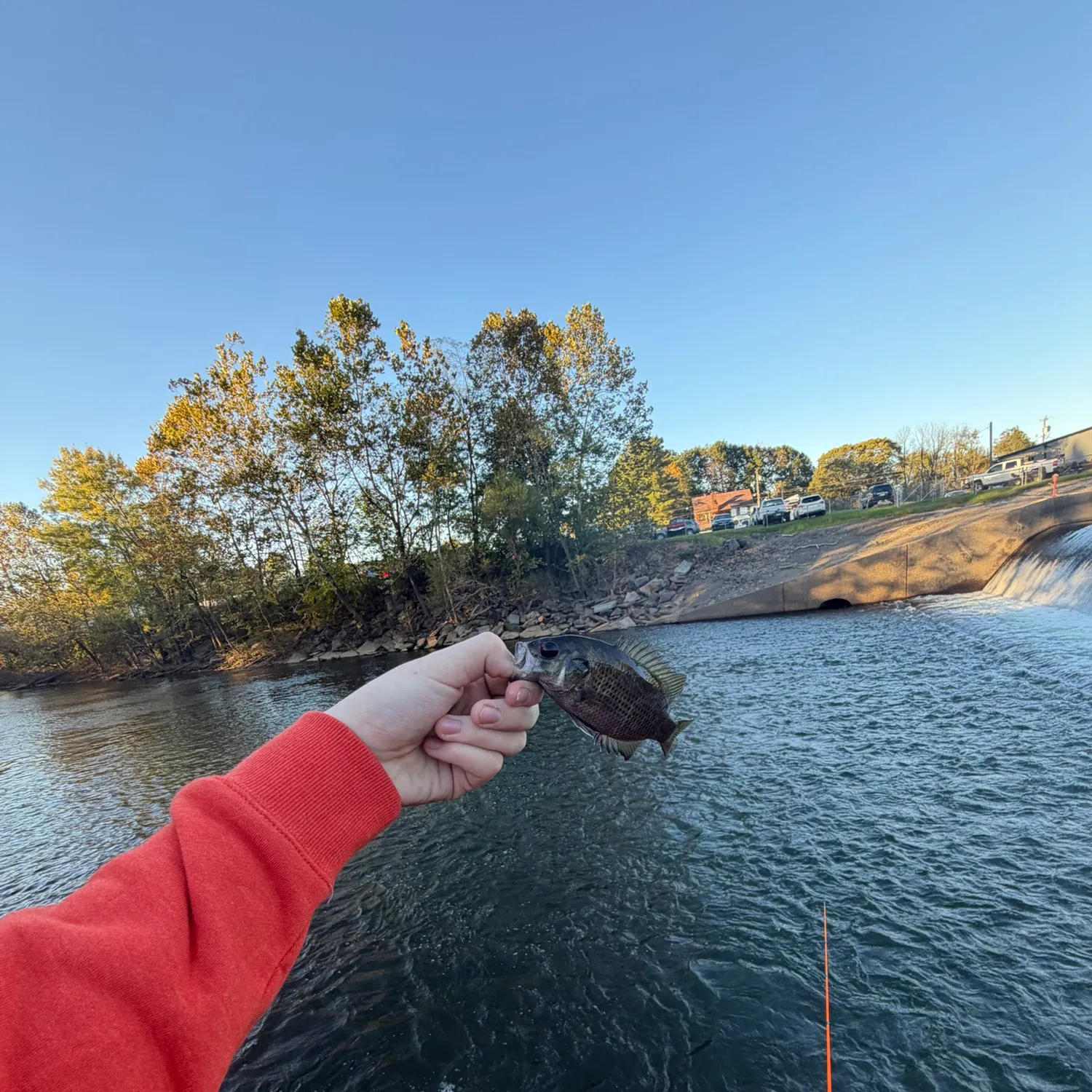 Rock bass caught on Fishbrain