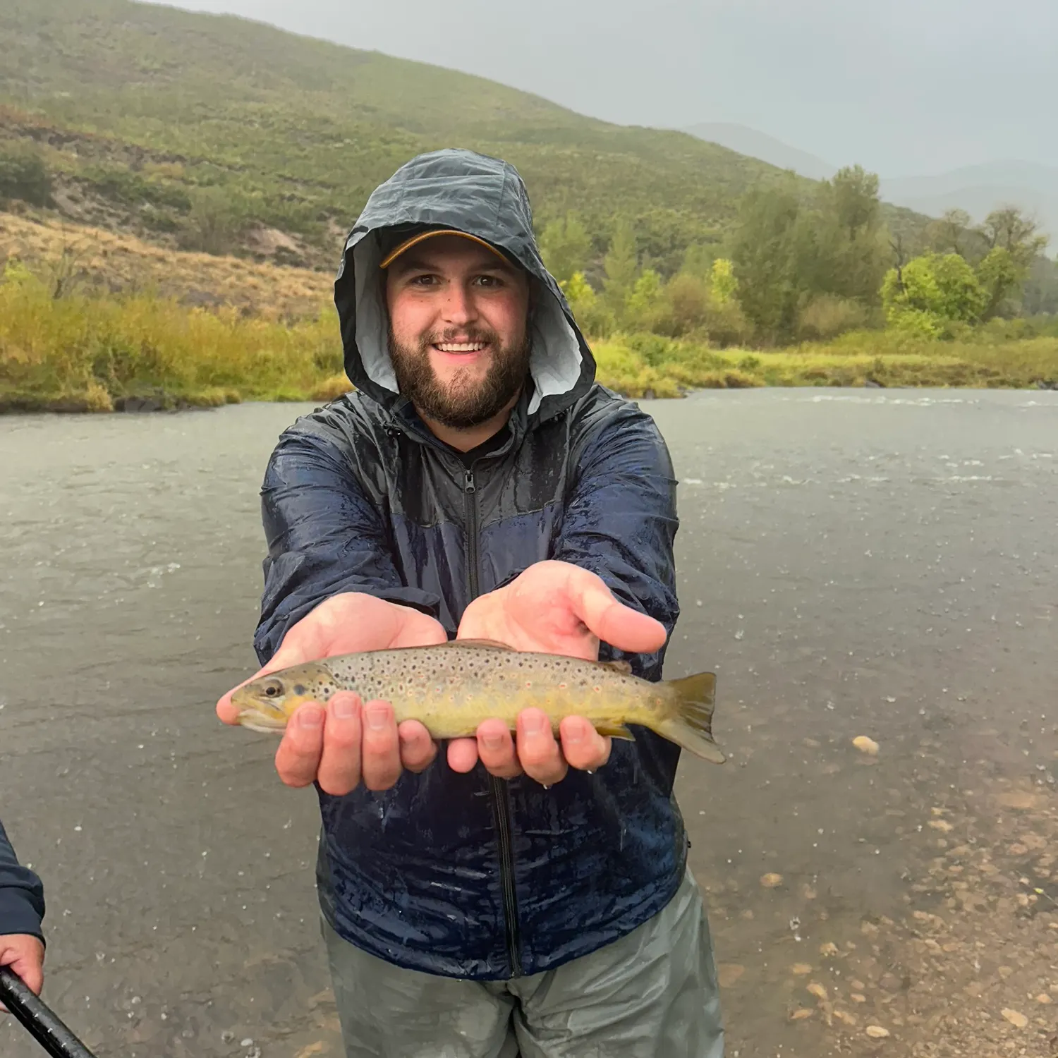 The most recent Brown trout catches on Fishbrain