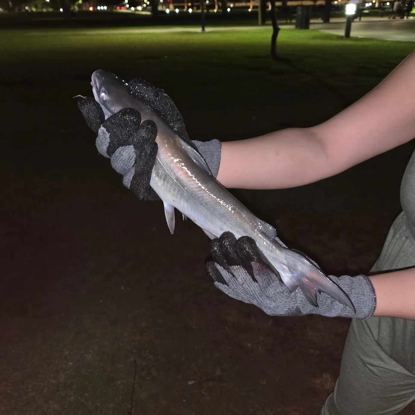 Channel catfish caught on Fishbrain