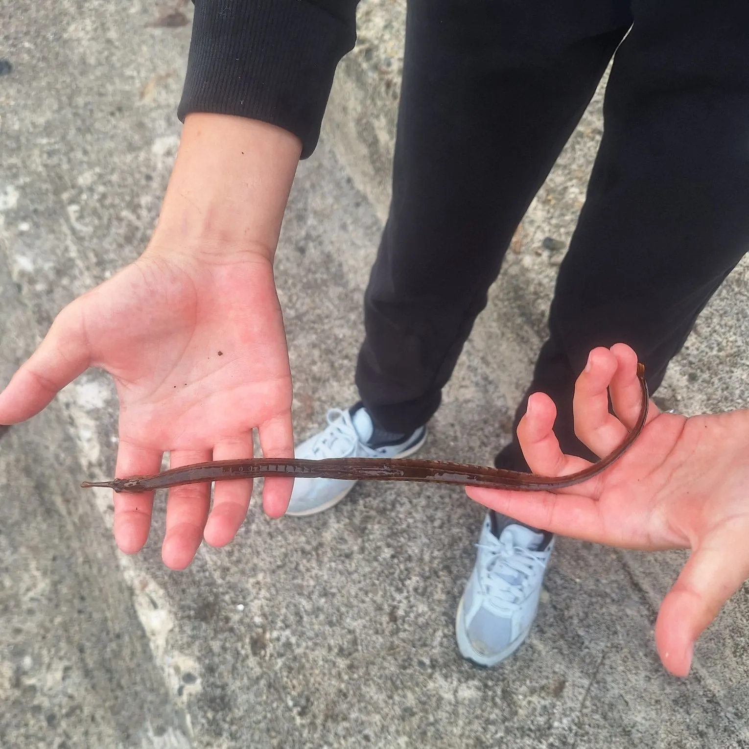 The most recent Northern pipefish catches on Fishbrain