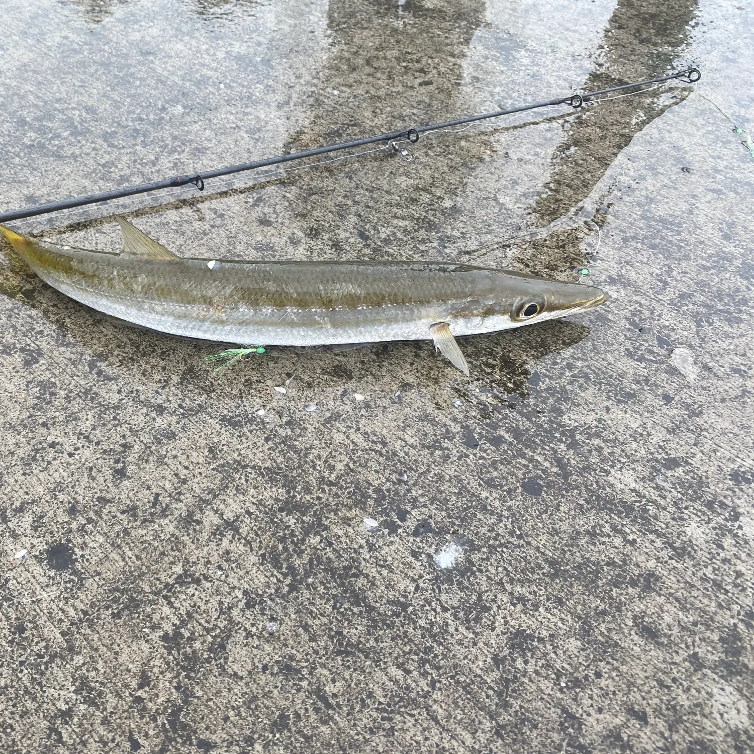 The most recent Yellowtail barracuda catches on Fishbrain