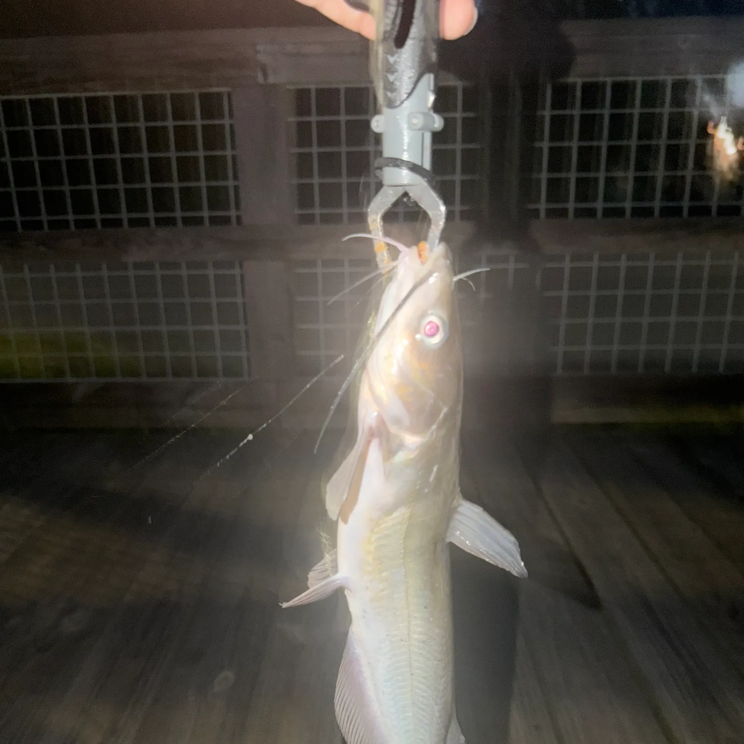 White bullhead caught on Fishbrain
