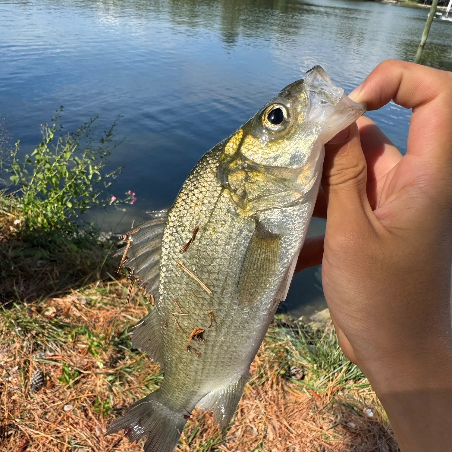 White perch caught on Fishbrain