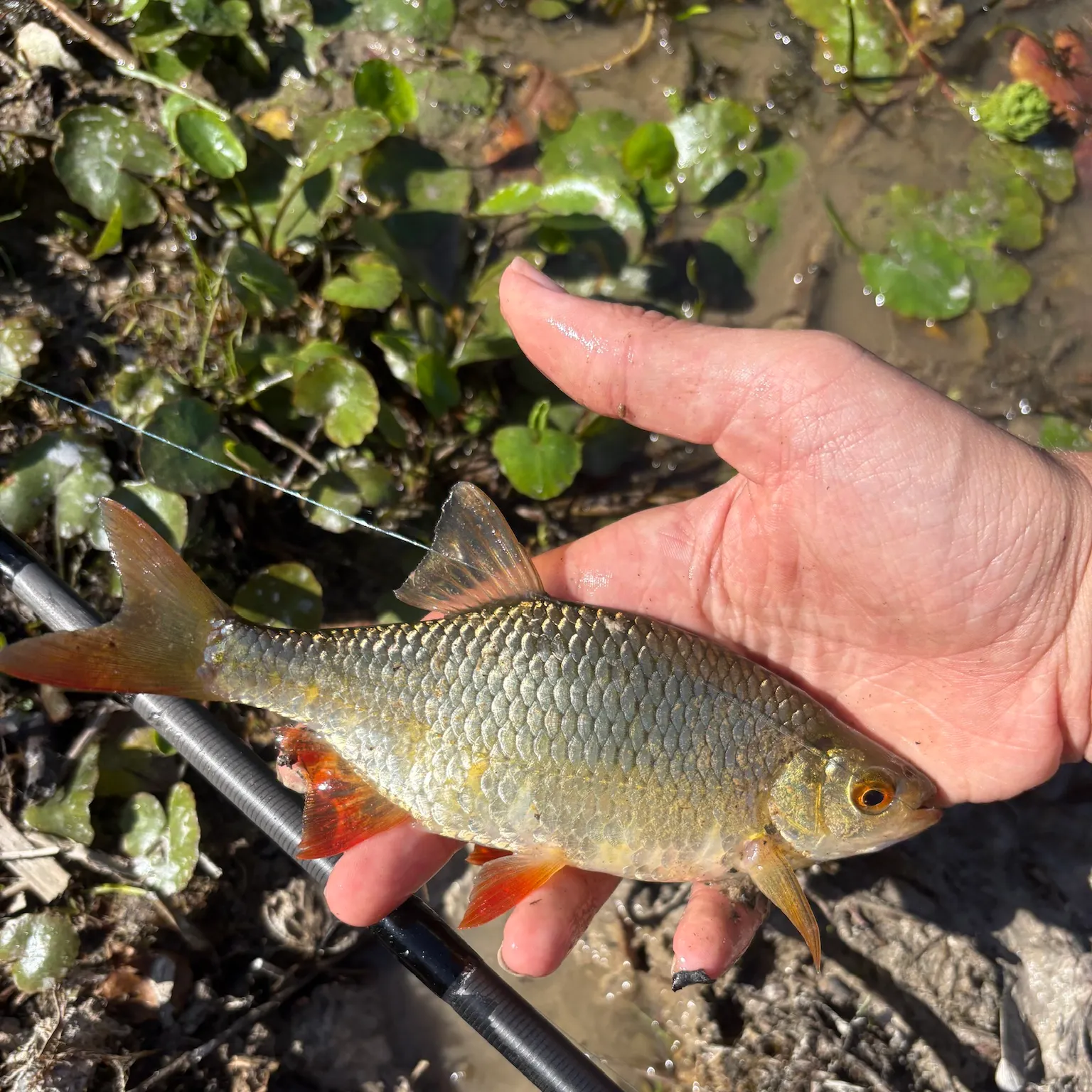 The most recent Common rudd catches on Fishbrain