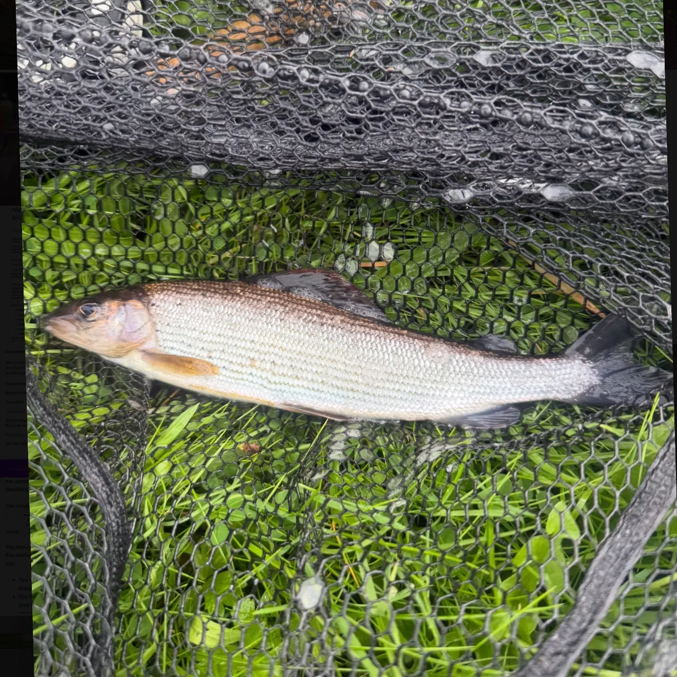 European grayling caught on Fishbrain