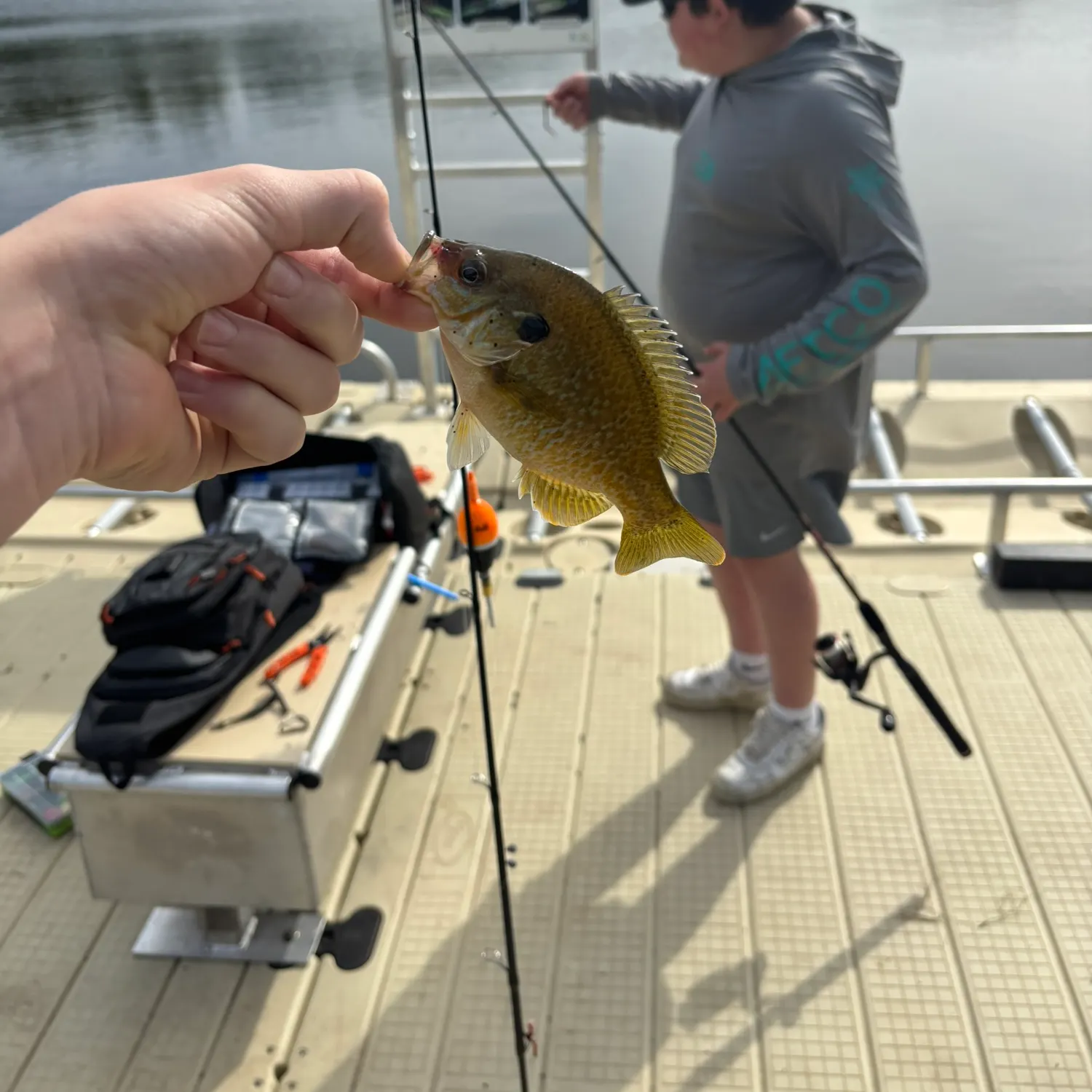 Bluegill caught on Fishbrain
