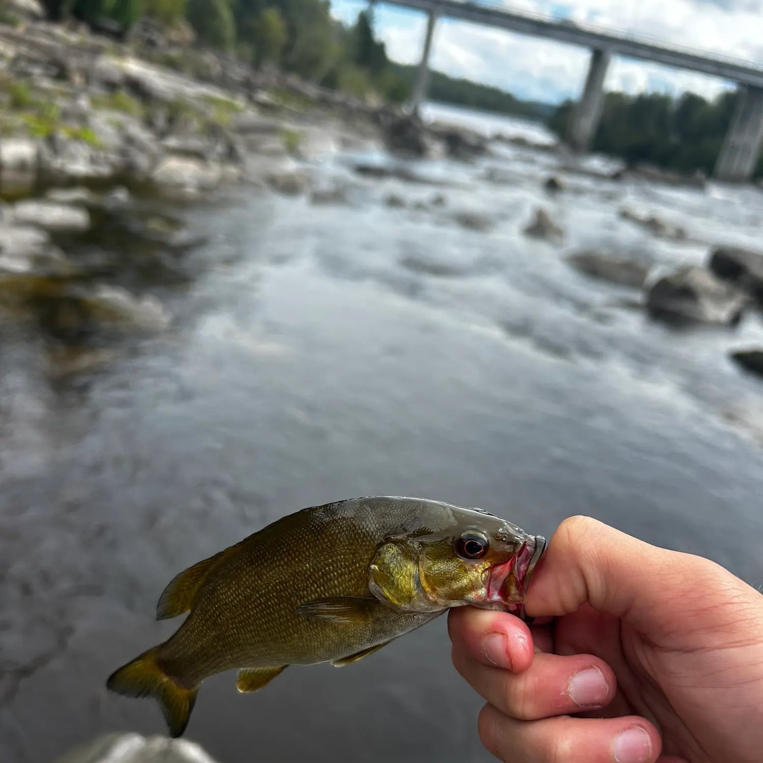 Smallmouth bass caught on Fishbrain