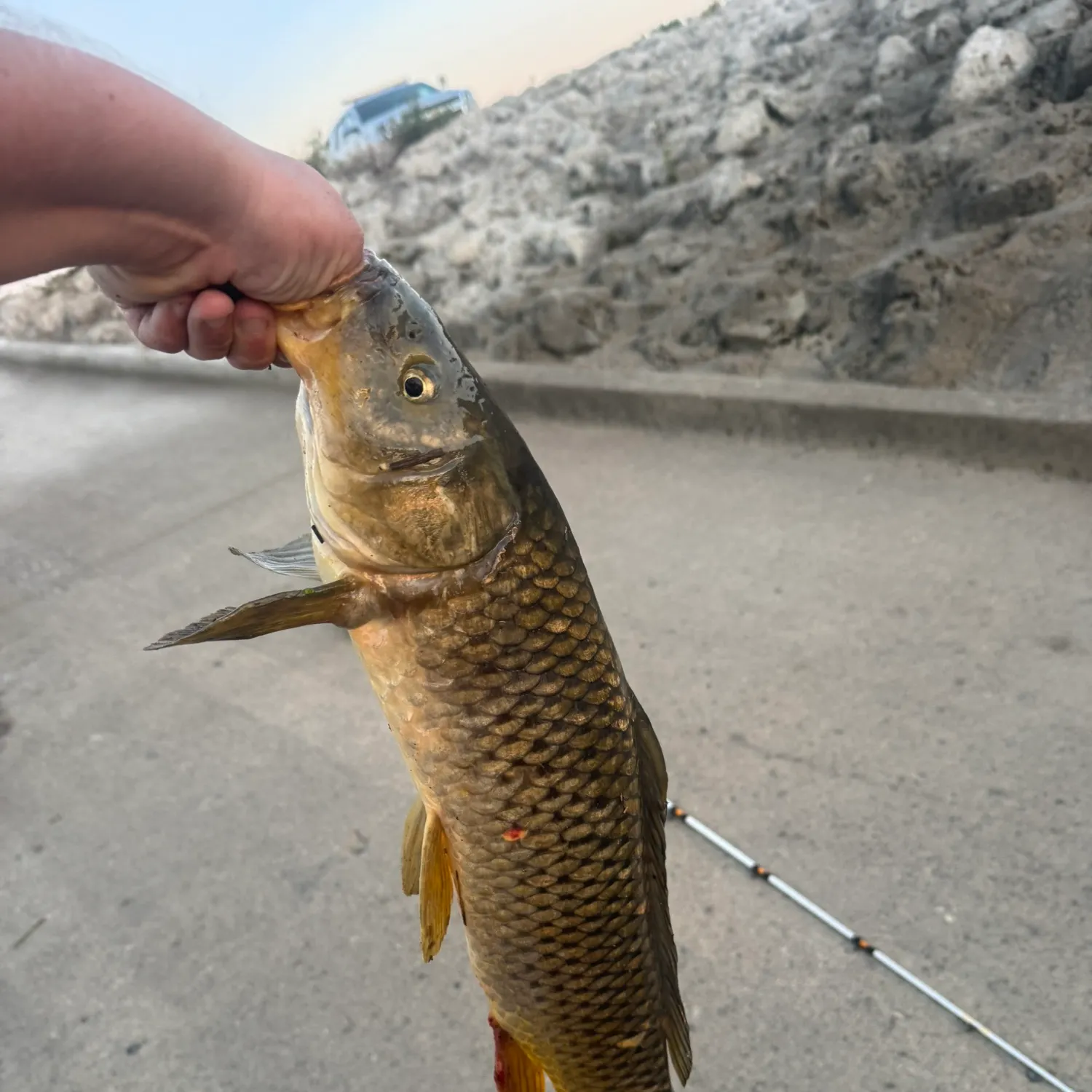 Common carp caught on Fishbrain