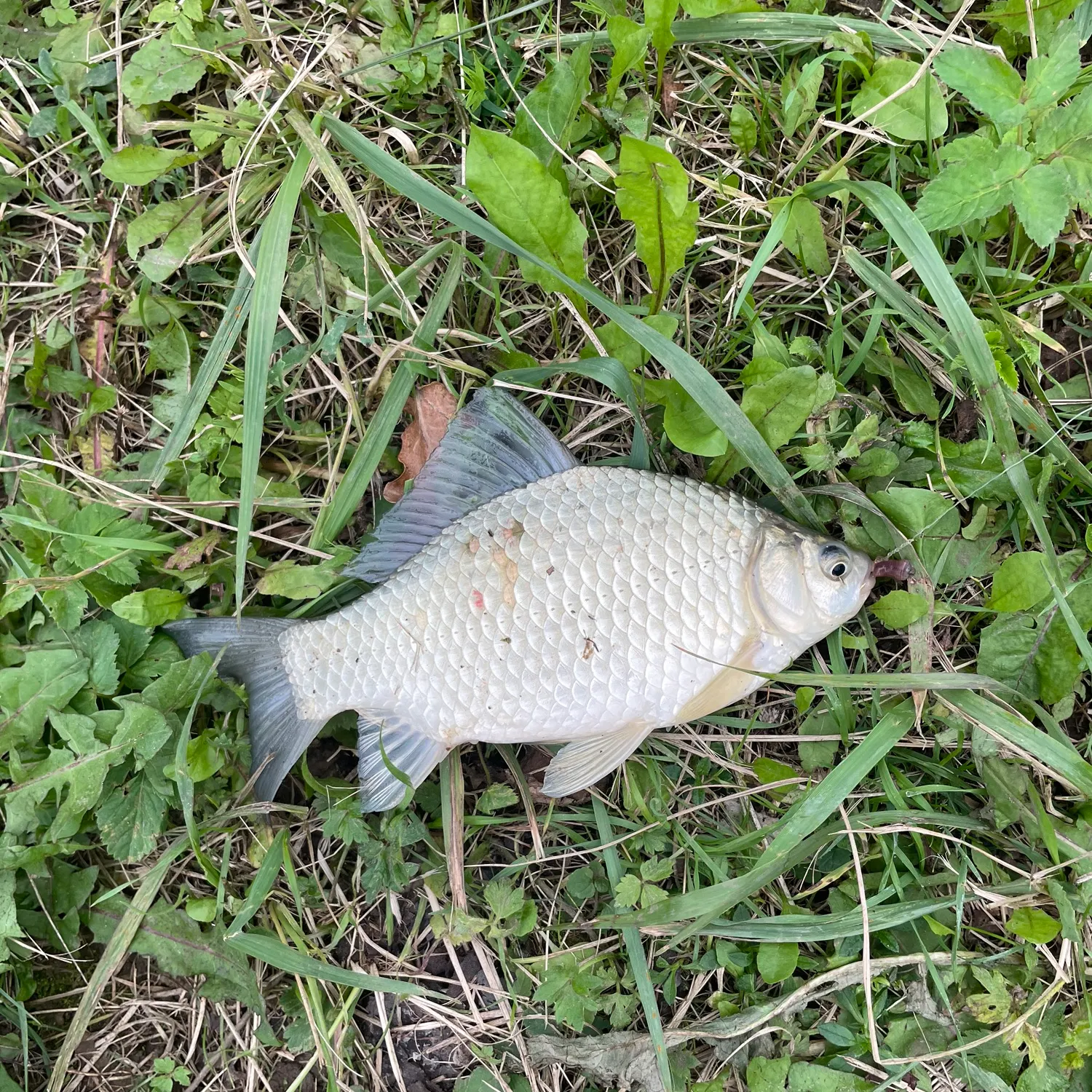 Common carp caught on Fishbrain
