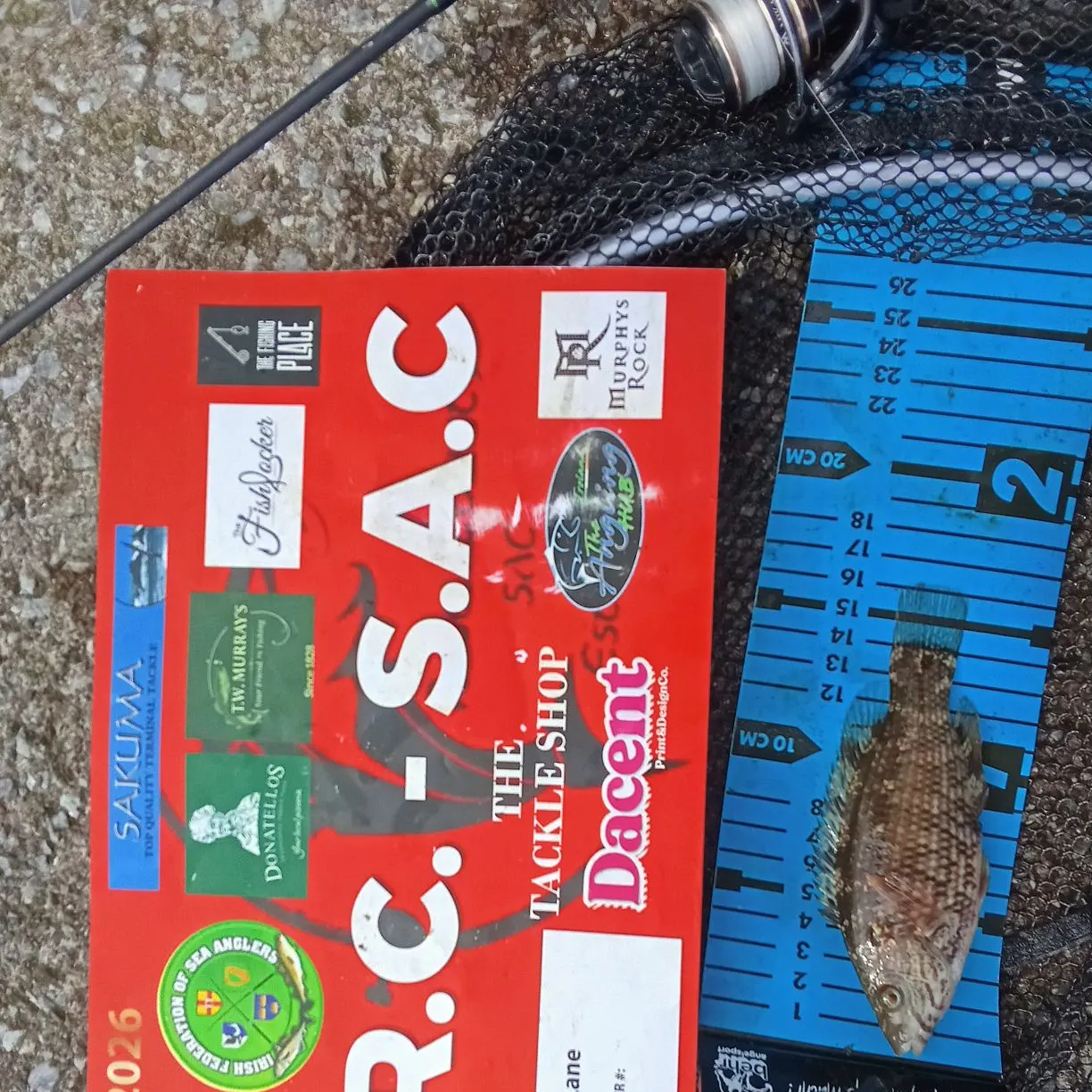 The most recent Corkwing wrasse catches on Fishbrain