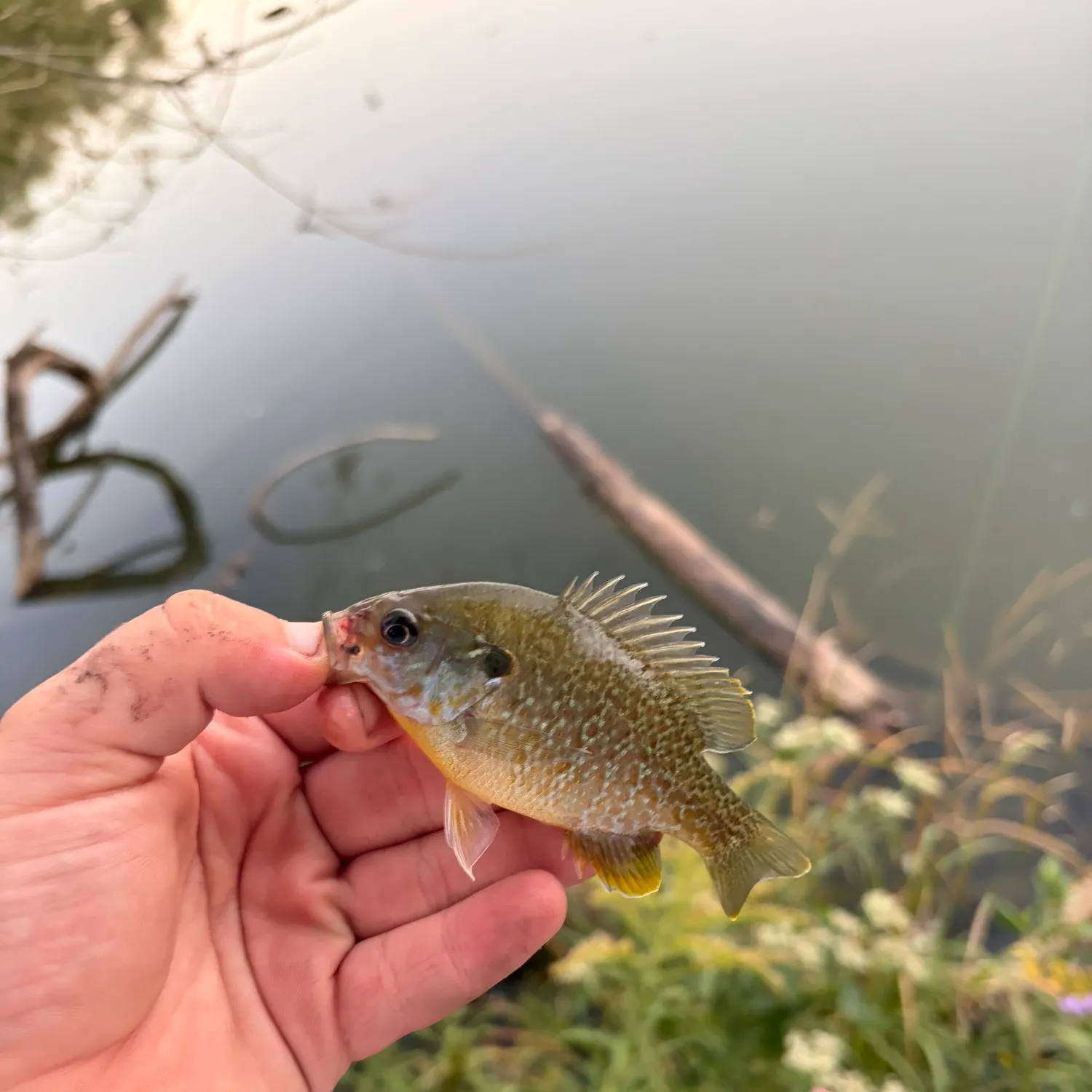 Greengill hybrid caught on Fishbrain