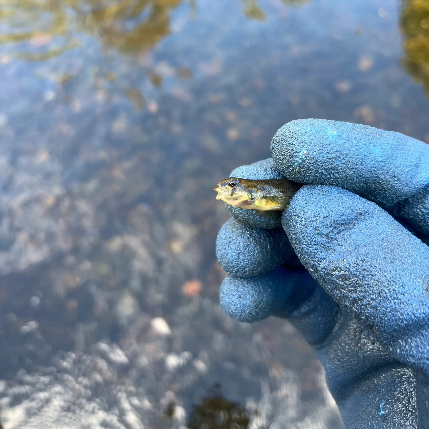 Northern tessellated darter caught on Fishbrain