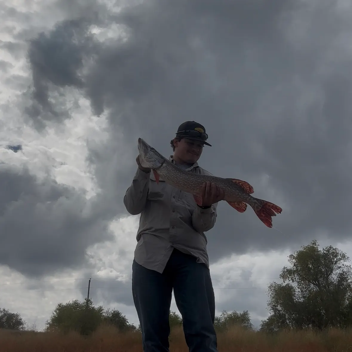 Northern pike caught on Fishbrain