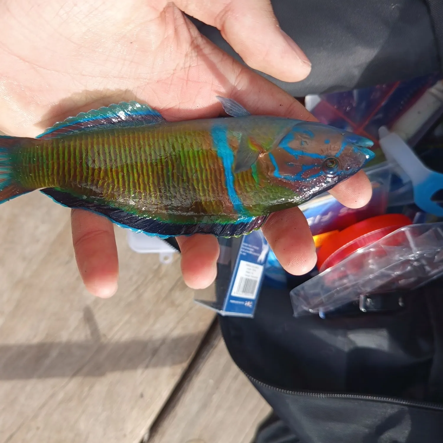 The most recent Atlantic sailfish catches on Fishbrain