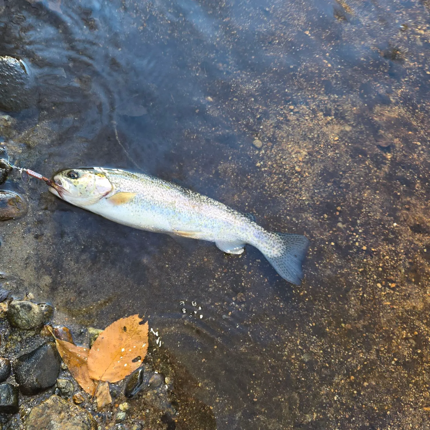 Rainbow trout caught on Fishbrain