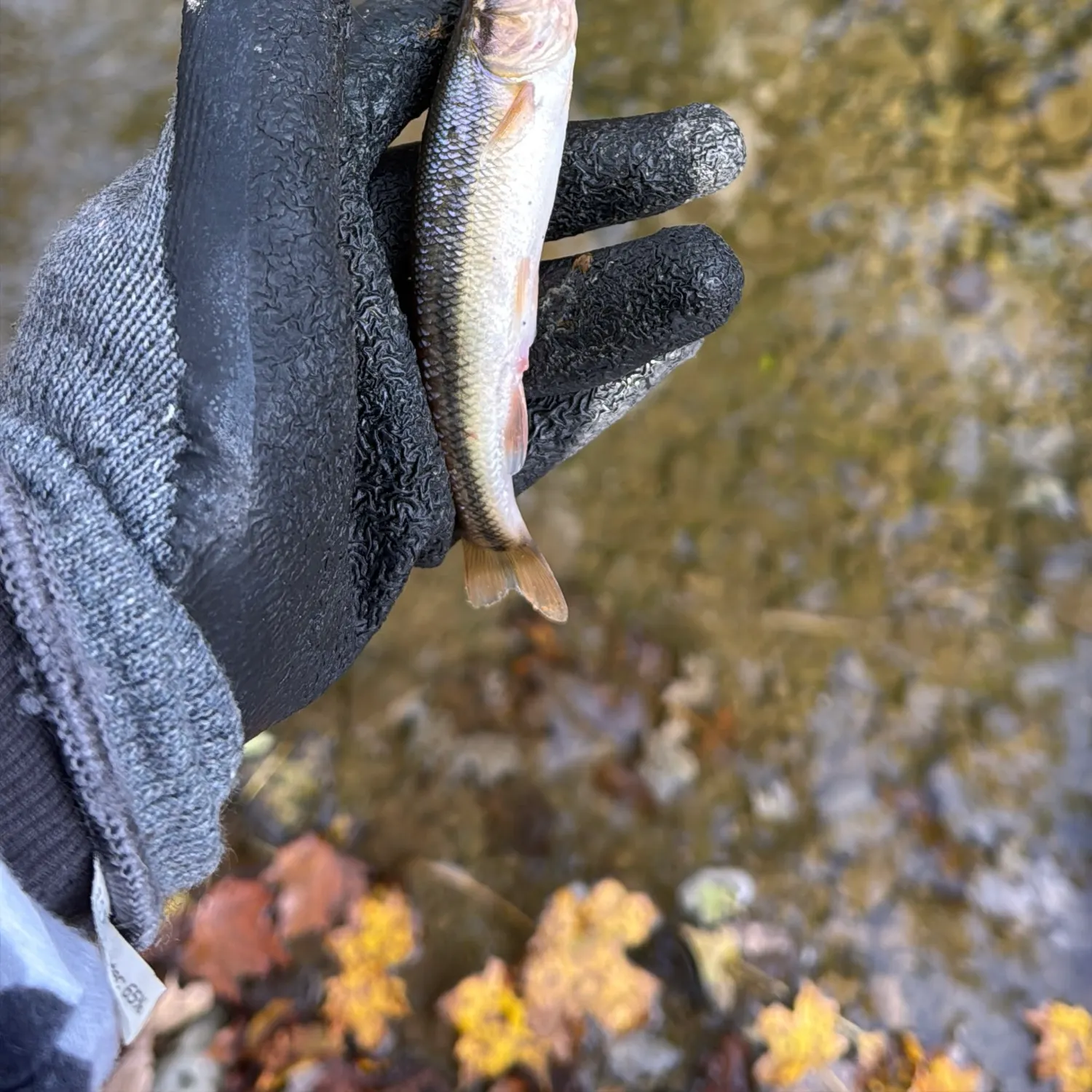 Creek chub caught on Fishbrain