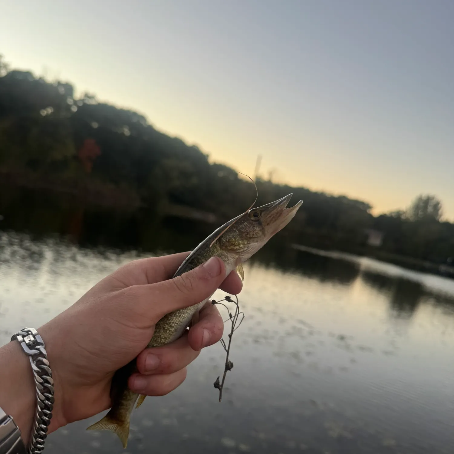 Northern pike caught on Fishbrain
