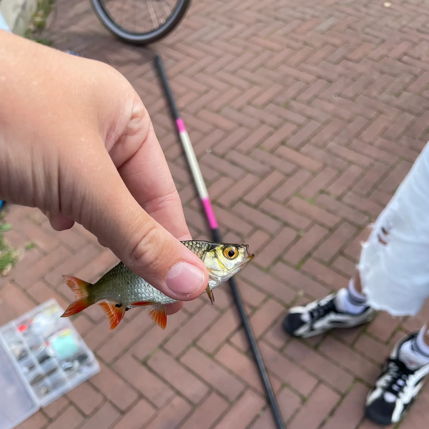 Common roach caught on Fishbrain