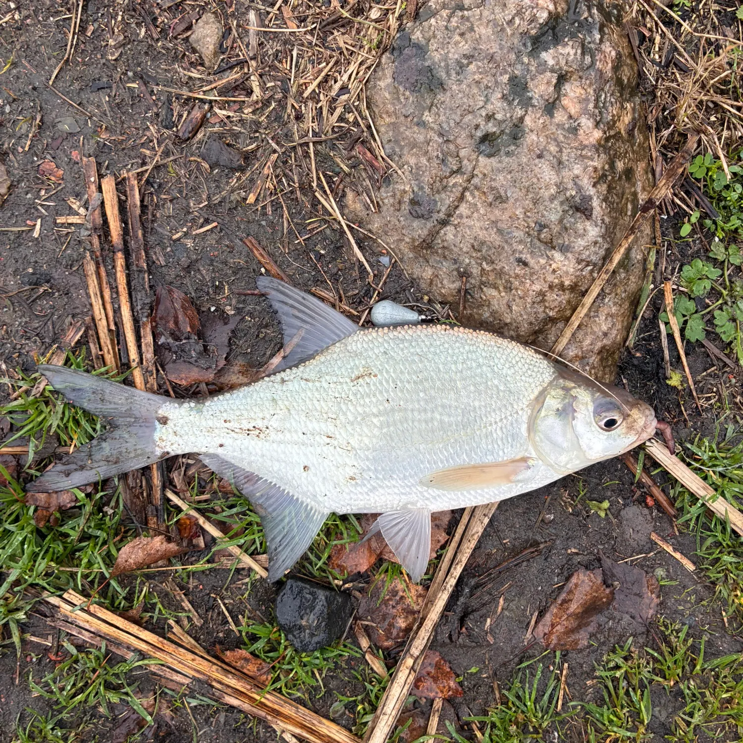 Common bream caught on Fishbrain