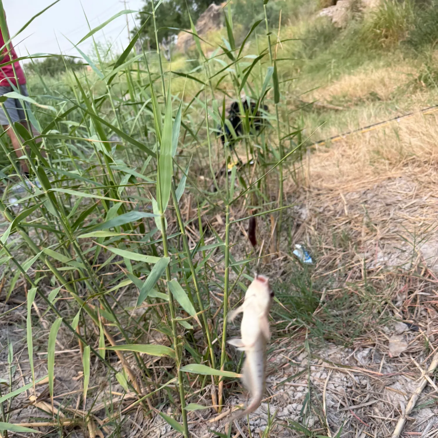 Channel catfish caught on Fishbrain
