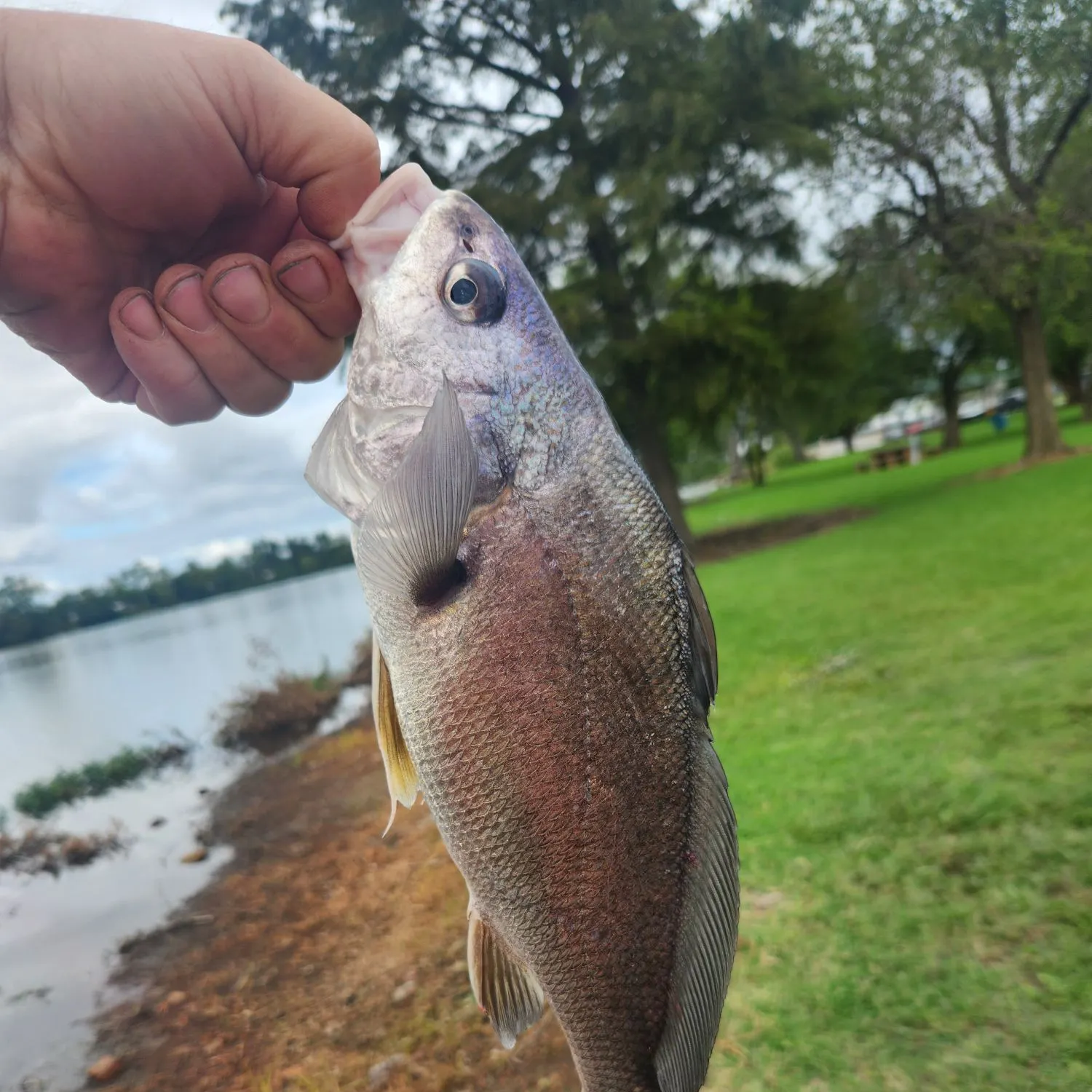 Freshwater drum caught on Fishbrain