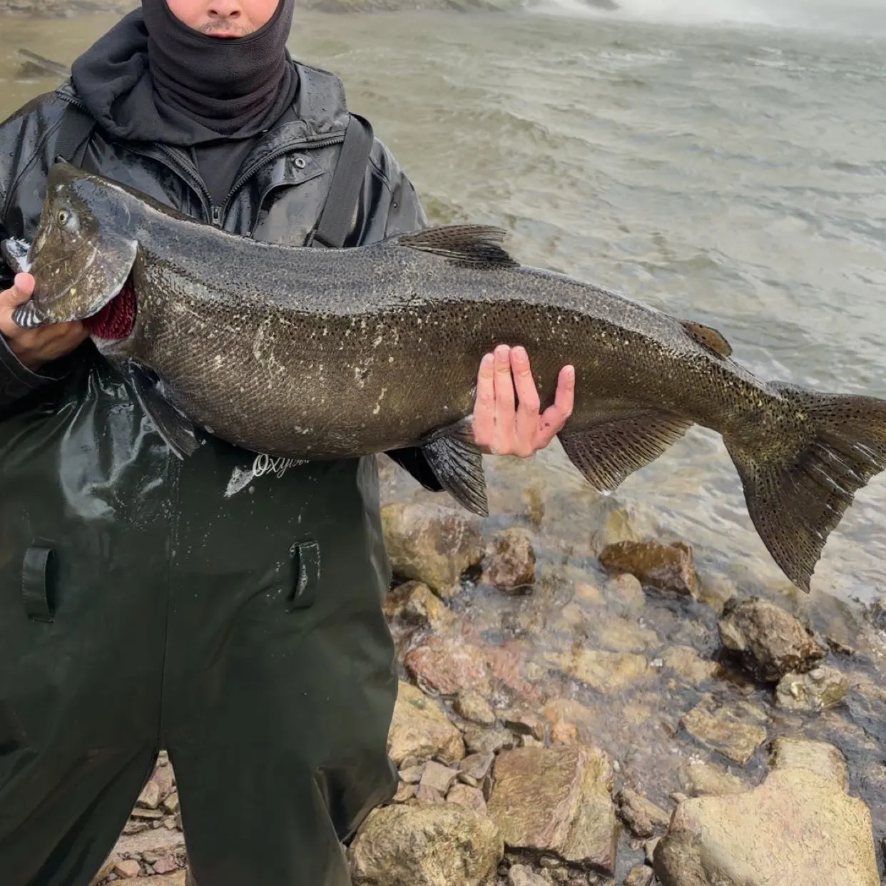 Chinook salmon caught on Fishbrain