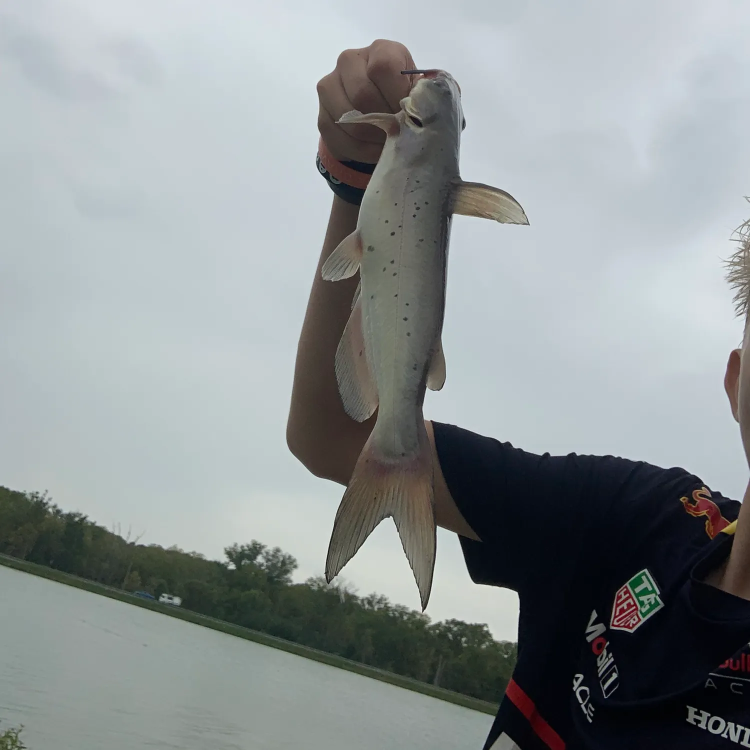 Channel catfish caught on Fishbrain
