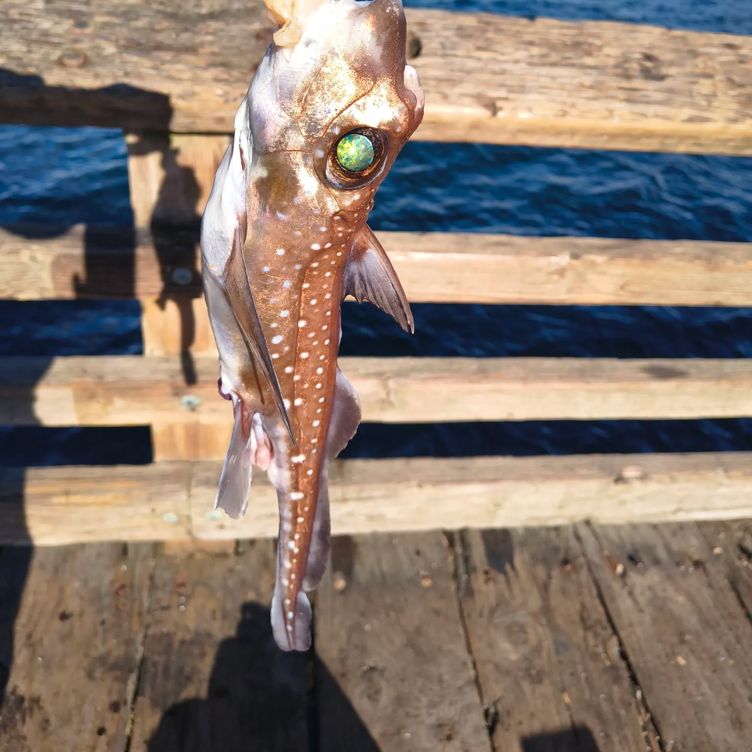 Spotted ratfish caught on Fishbrain
