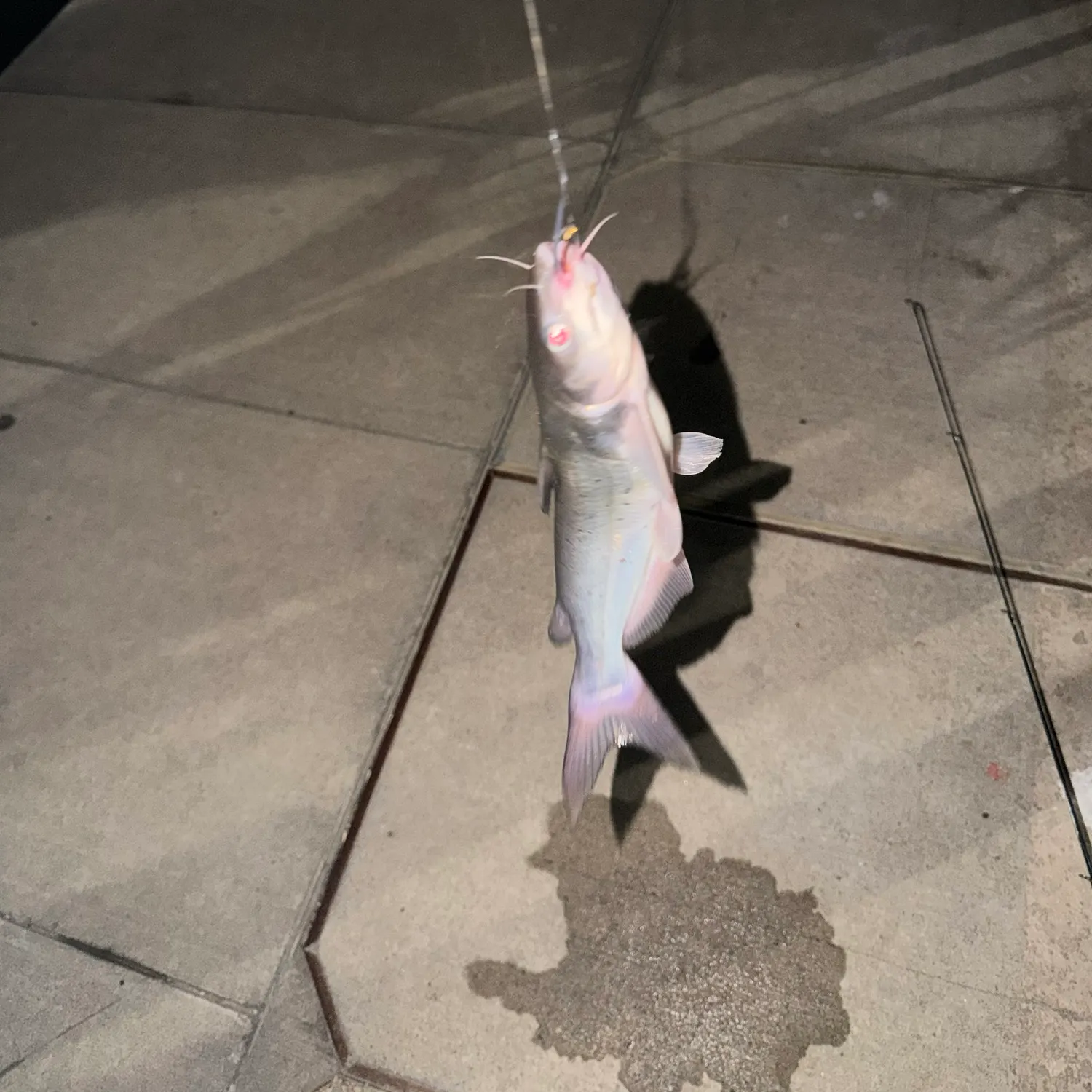 Blue catfish caught on Fishbrain