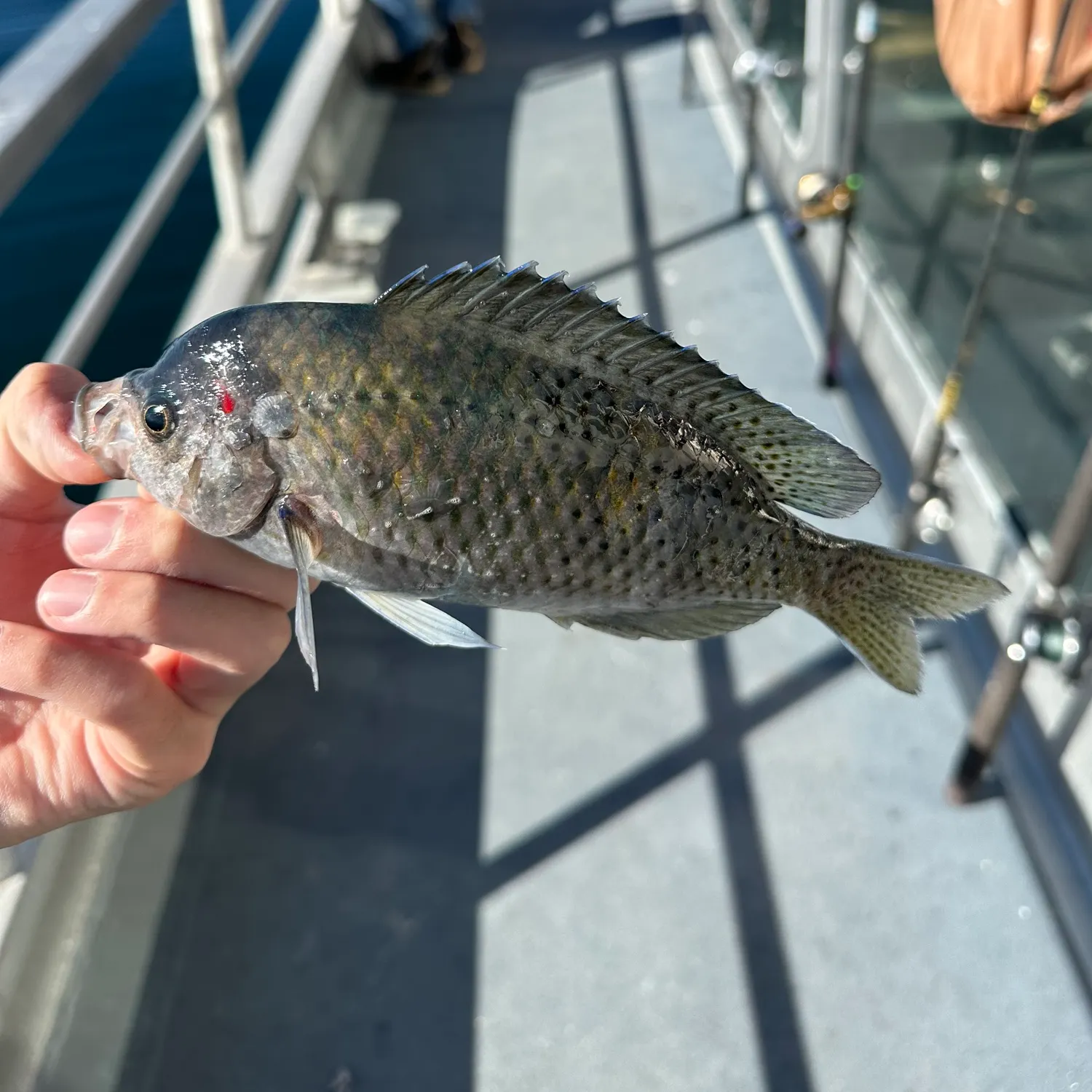 The most recent Blacksmith catches on Fishbrain