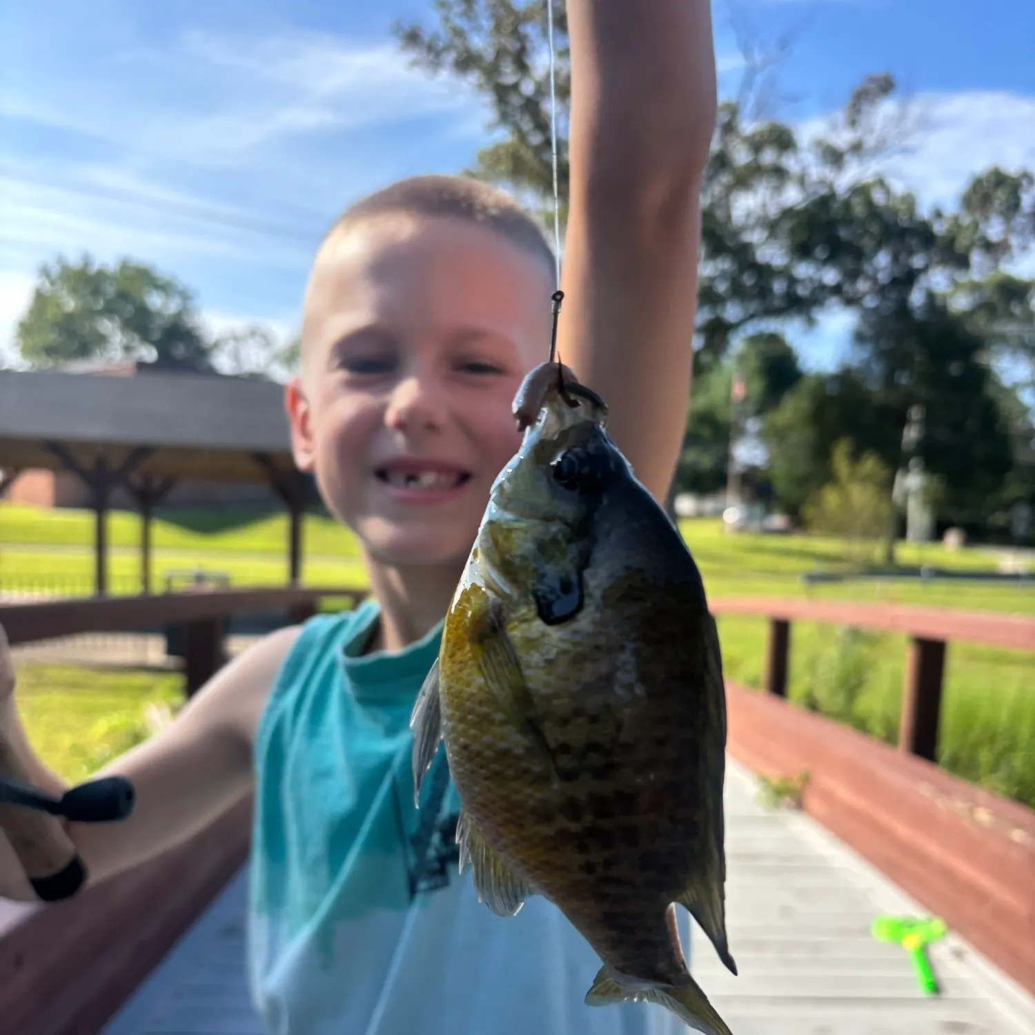 Bluegill caught on Fishbrain