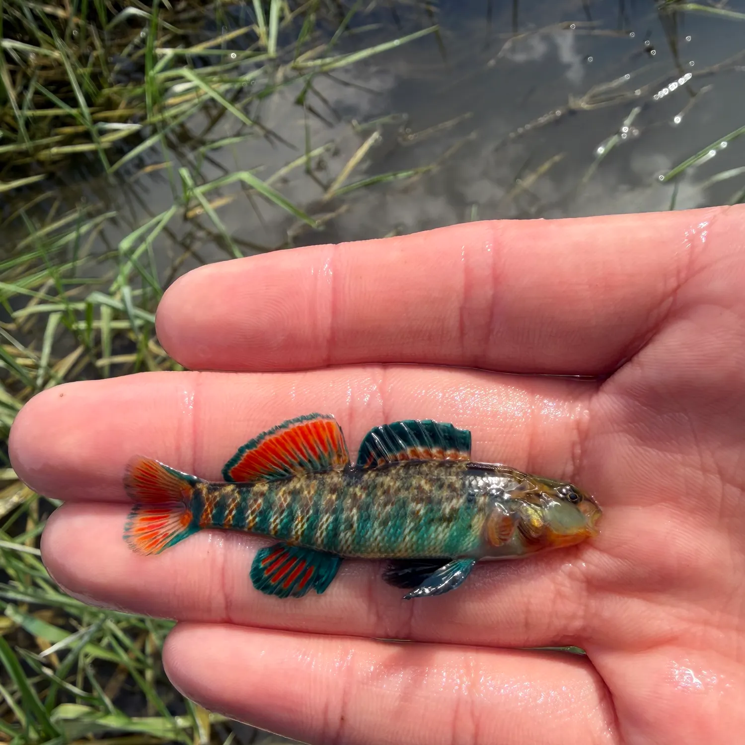 The most recent Rainbow darter catches on Fishbrain