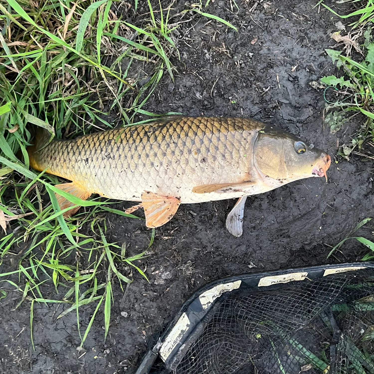 Common carp caught on Fishbrain